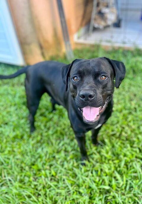 Tito, m&acirc;le crois&eacute; berger, n&eacute; le 10/02/2022 🐶 380 91000 �vry