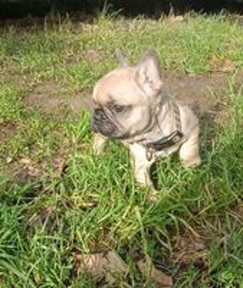   Chiot lof bouledogue fran�ais 