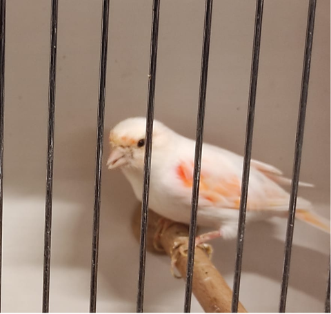 Couple Canaris Arlequins portugais 2025 60 40000 Mont-de-marsan