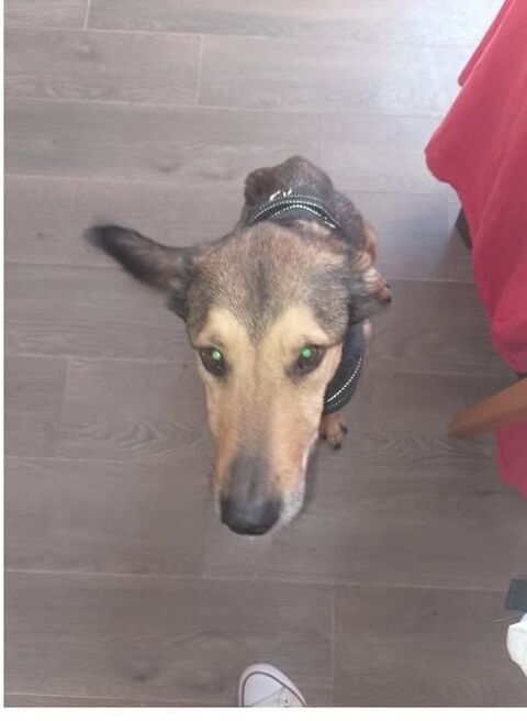 Chien WHISKY à l adoption 210 26130 Saint-restitut
