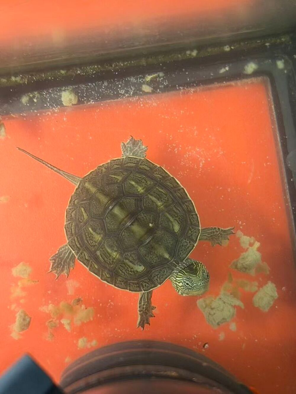   Tortues aquatiques 