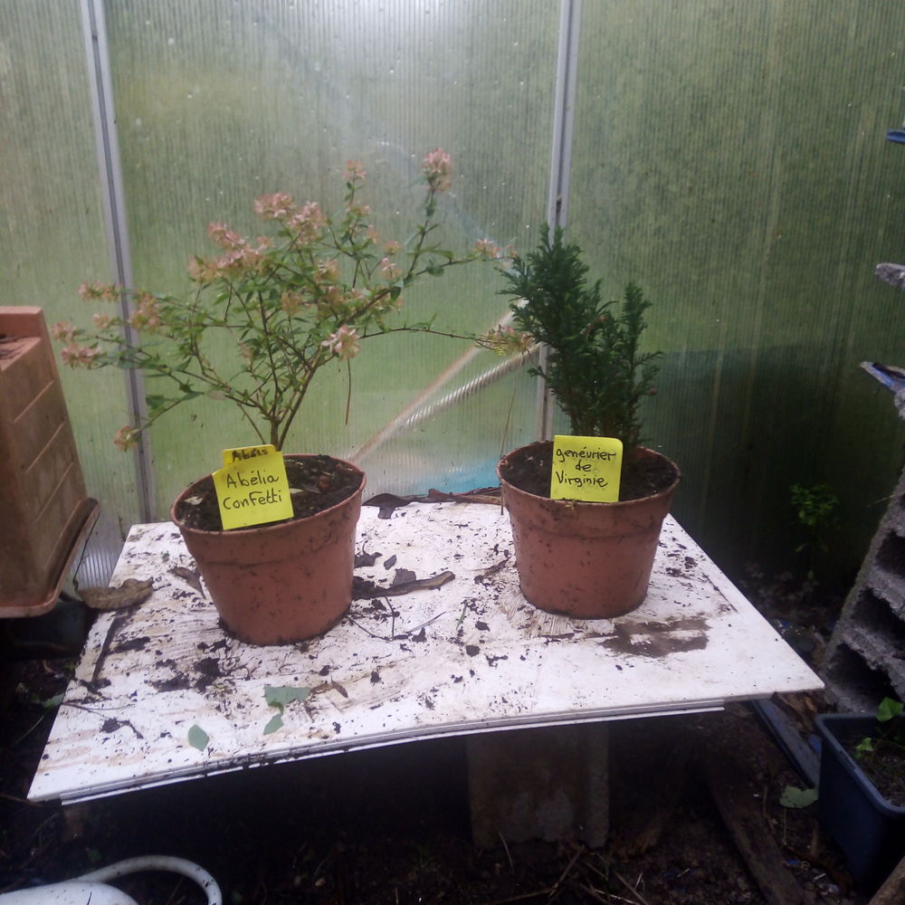 Plantes ornementales et vivaces. Jardin
