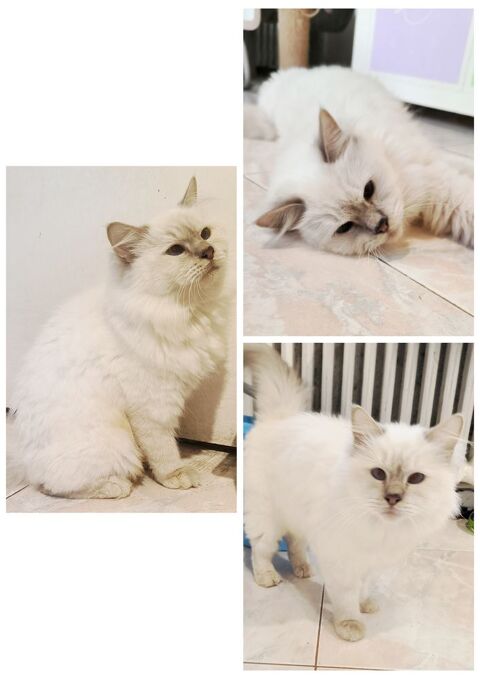 Magnifique chatte sacré de Birmanie Loof 700 83600 Frjus