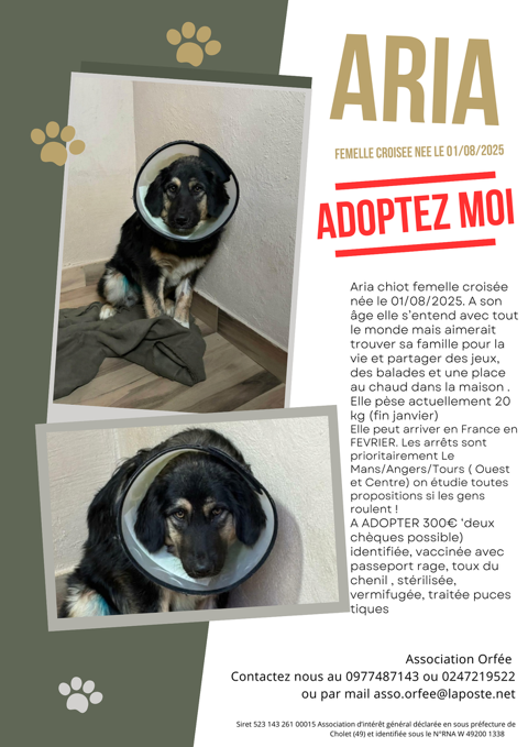 ARIA, AMOS et ASPEN magnifiques chiots de 6 mois 300 86100 Ch�tellerault