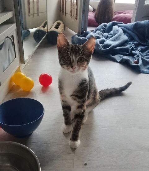 Canelle chaton 4 mois &agrave; l'adoption sur Lille 0 59000 Lille