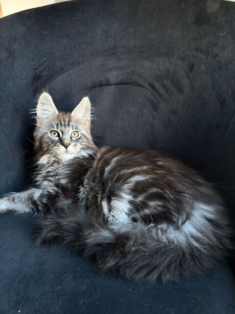 Magnifiques chatons Maine Coon Loof 950 78440 Gargenville
