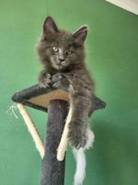   Chatons Maine Coon  