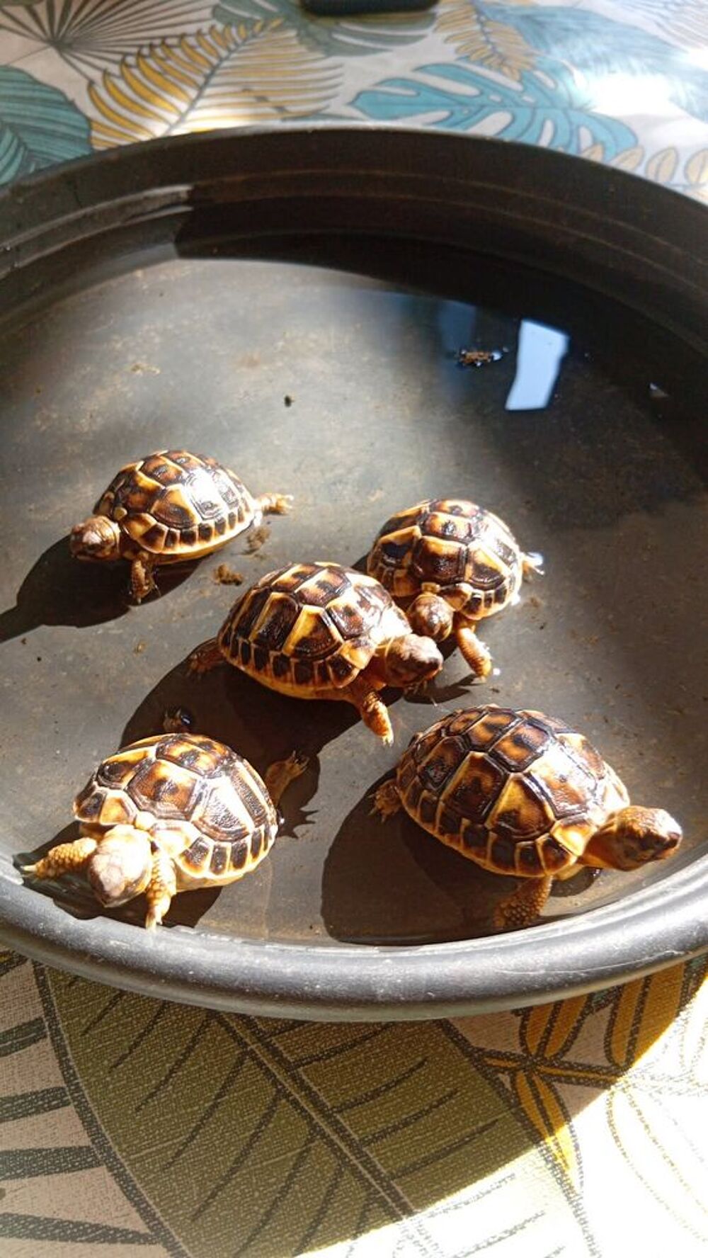   Bébés tortues disponible  