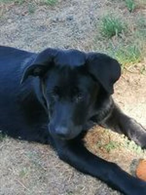   DIANA, adorable chiot Labrador croisé Beauceron à adopter via l'association UMA 