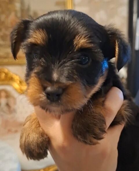  Chiots Yorkshire 980 24110 Manzac-sur-vern