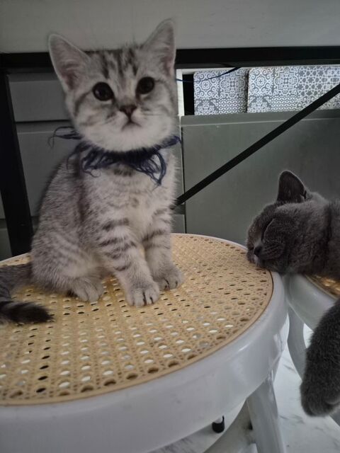4 chatons British Shorthair inscrits au Loof à réserver 1190 13180 Gignac-la-nerthe
