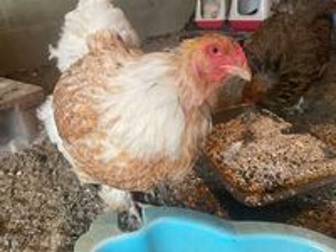   Poule d'ornement Brahma 