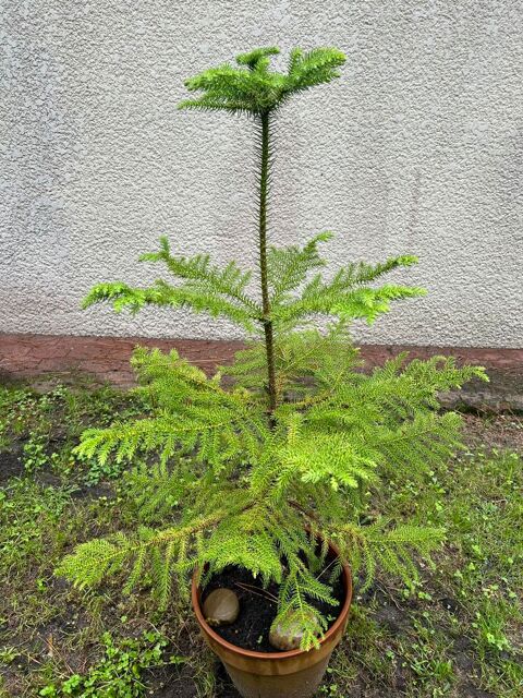 Araucaria heterophylla 10 Bnesse-Maremne (40)