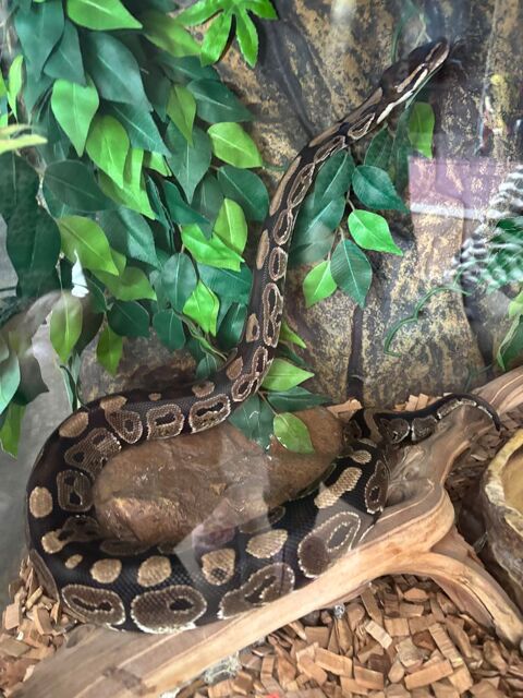 Python Royal Regius 210 78000 Versailles