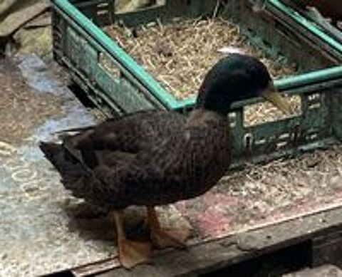   Un couple canards Khaki Campbell magnifiques 