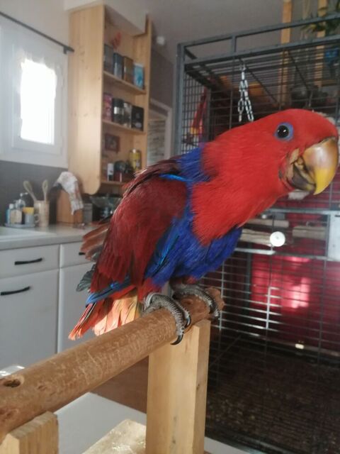 Perroquet Eclectus 750 47110 Dolmayrac