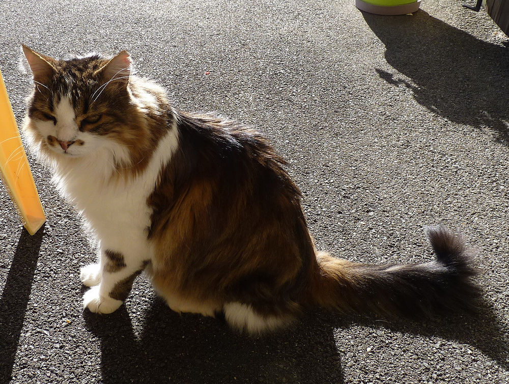   Perdu chat type croisé norvégien  