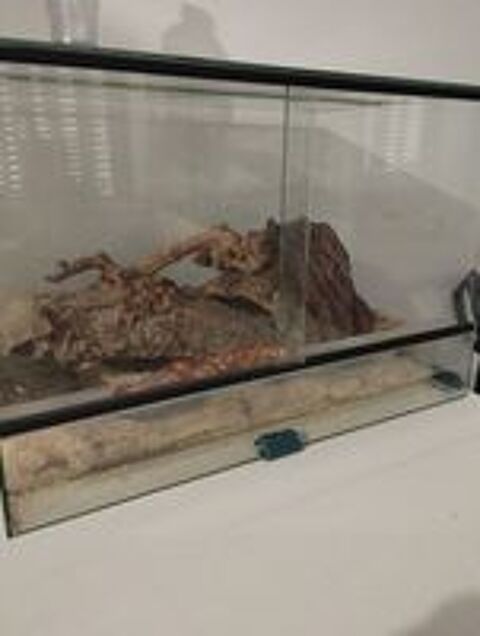   Serpent et vivarium  