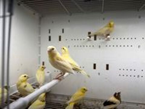   Des jeunes canaris  2026 