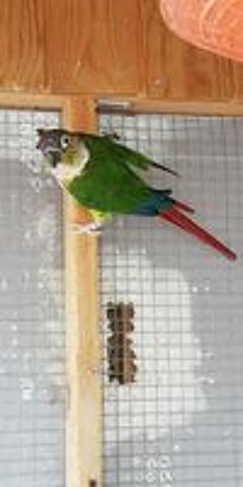    conure de Molina (pyrrhura molinae)  