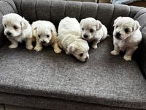   Vends chiots Bichon Maltais 