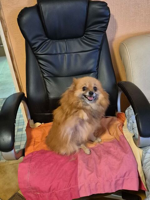 spitz femelle  adulte 350 17400 Saint-denis-du-pin