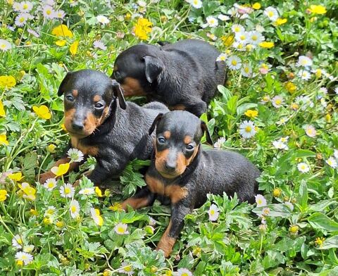 chiots pinscher nain inscrits au lof 650 65130 Capvern