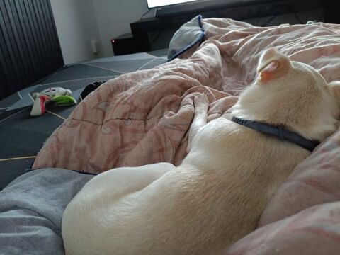 un petit chien 500 59500 Douai