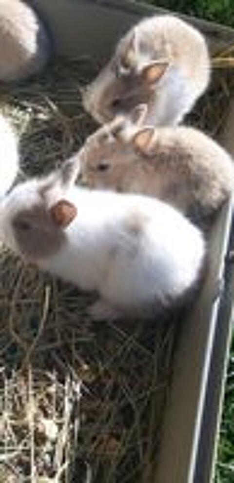   Bb lapins nains toys et bb lapins bliers nains. 