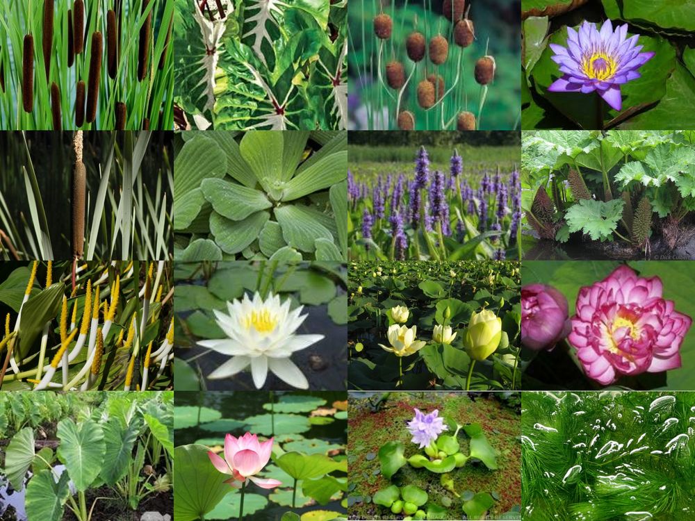 Plante de bassin : jardin du lavoir Jardin