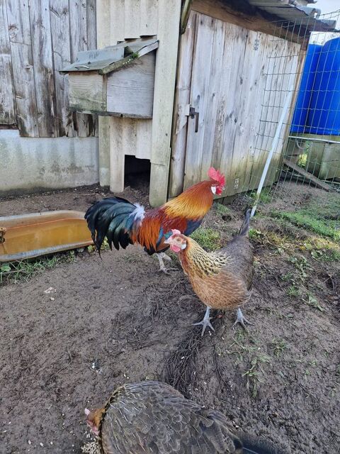 poules gauloises dorées 15 22800 Saint-brandan