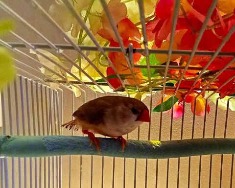  femelle diamant mandarin, mutation Isabel nuances jaunes 25 75018 Paris