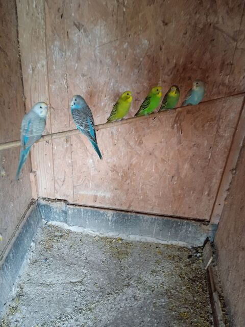 perruche mal 10 33750 Beychac-et-caillau