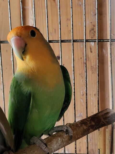 perruche ins&eacute;parable roseicolis 20 35120 Dol-de-bretagne