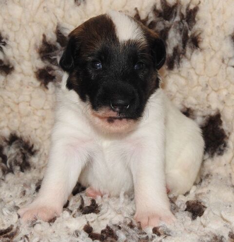 CHIOTS LOF FOX TERRIER POIL LISSE - &Eacute;levage familial- 1000 28800 Pr�-saint-�vroult