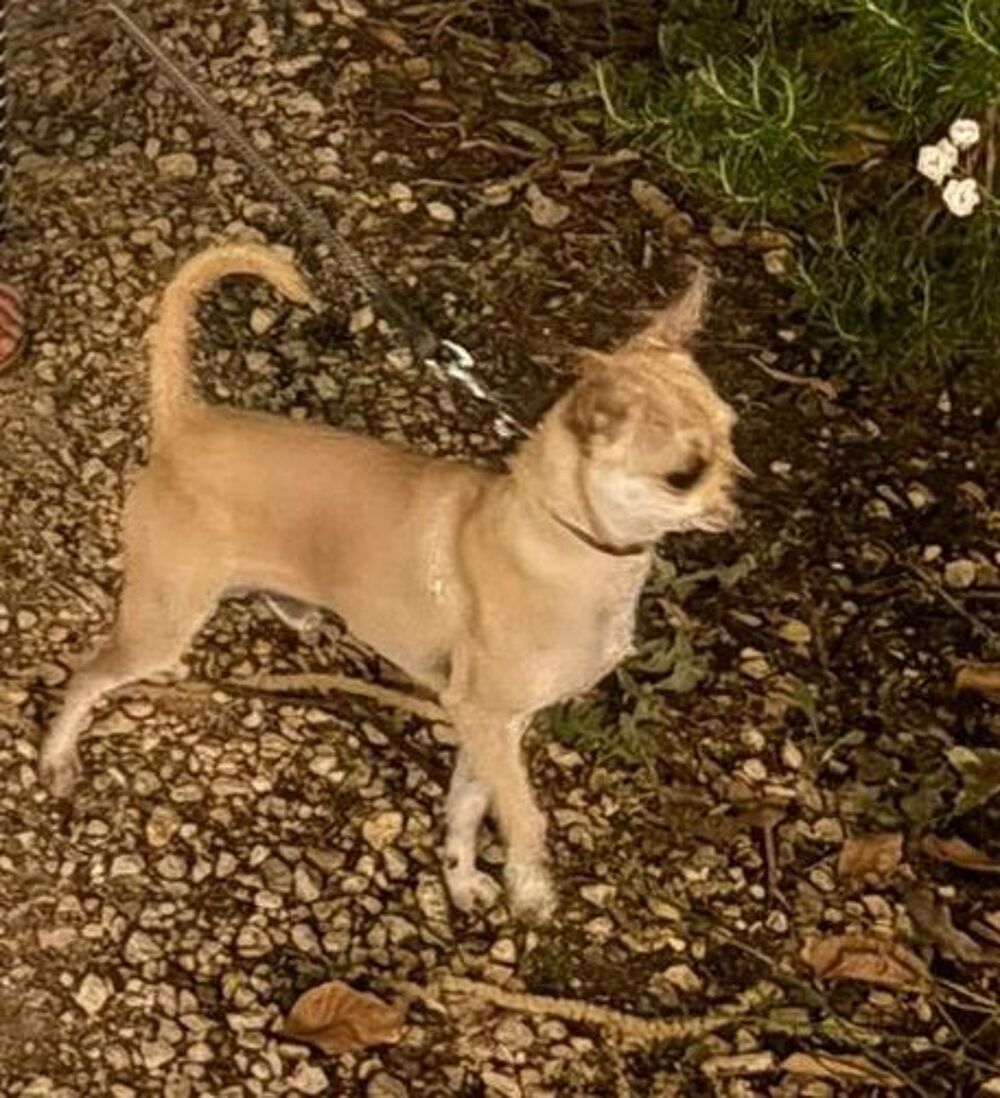   Chihuahua 
Disponible 
Pour saillie

