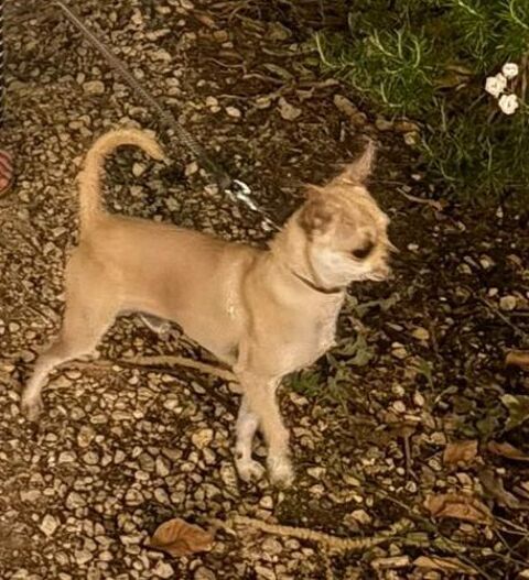 Chihuahua 
Disponible 
Pour saillie
150 33430 Bazas