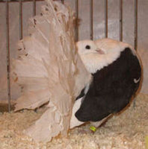   PIGEON FANTAIL BLANC MARSEILLE 