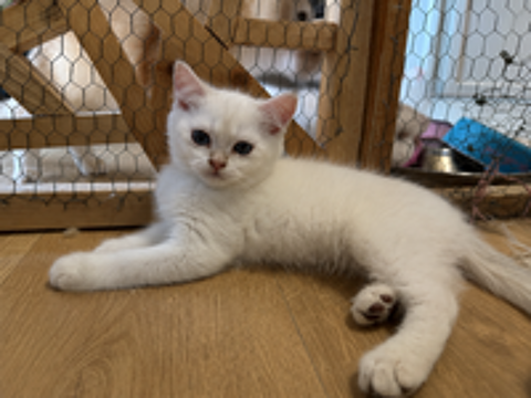   Magnifiques chatons british shorthair bleu golden 