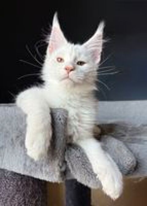   Magnifiques chatons Maine Coon LOOF  