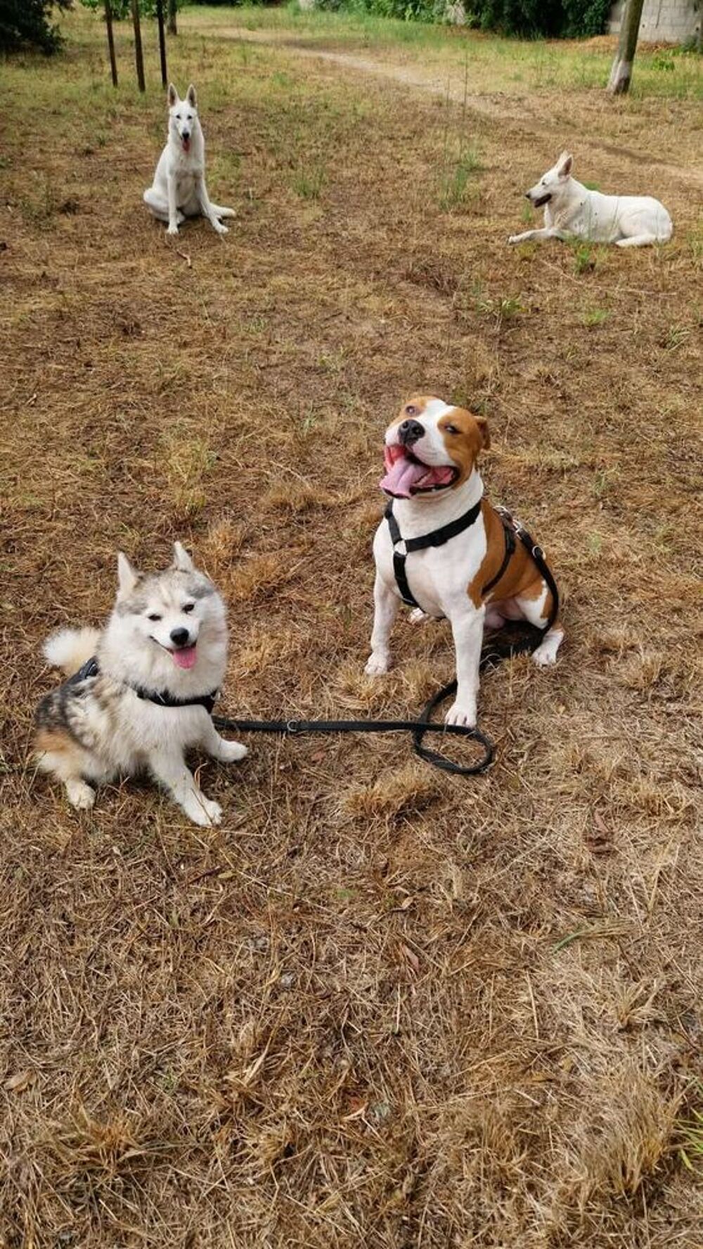  American Staffordshire Terriers  