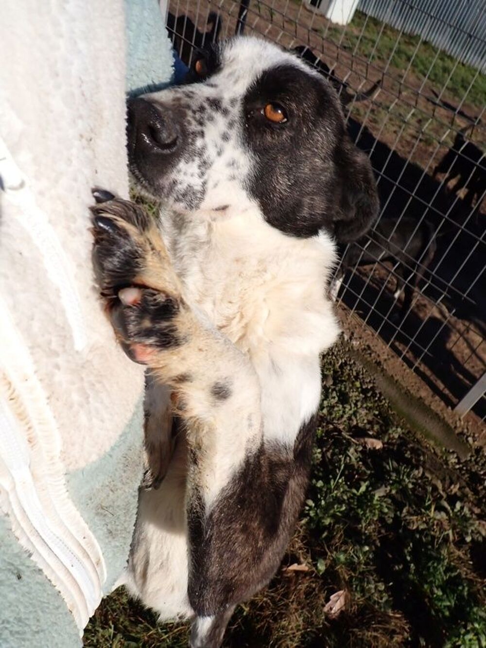   Mira à l'adoption 
