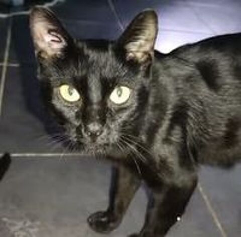   Chat MOUMOUNE  l adoption 
