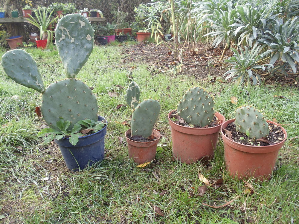 Figuier de barbarie
Jardin