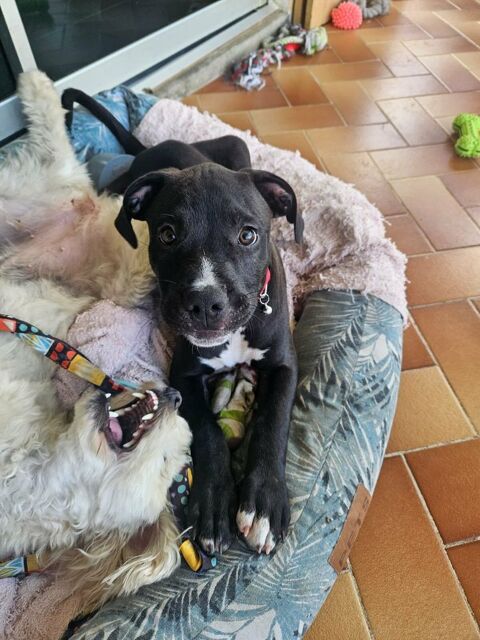 Snoopy le petit coeur tout doux 300 27320 Panlatte