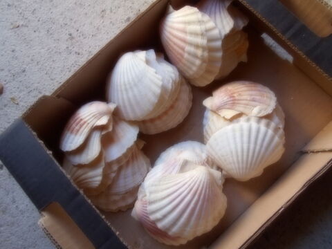 coquilles st jacques Vézénobres (30)