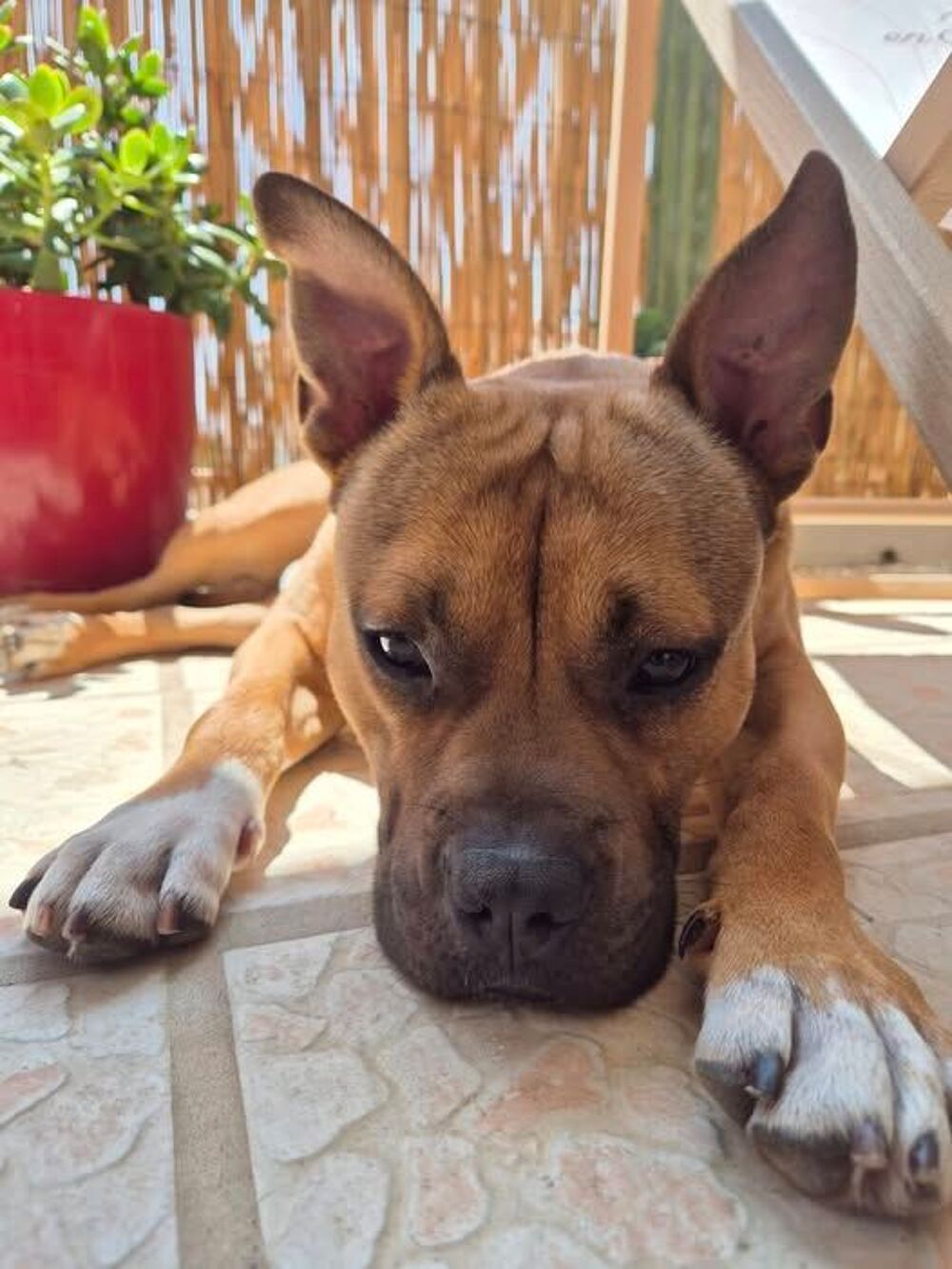   Chien ODEN � l adoption 