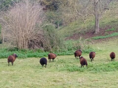 Moutons Ouessant/Nozay 
90 72340 Chahaignes