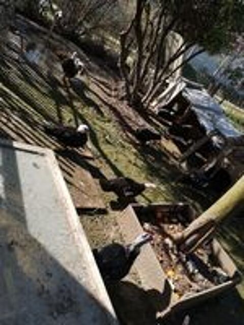    canard de Barbarie 