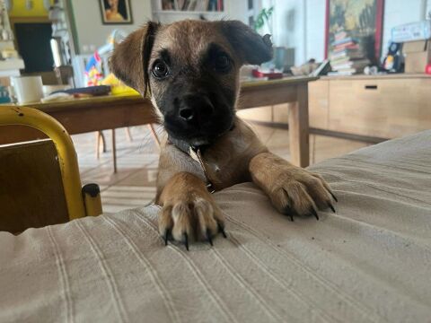 Ba&iuml;ko, M&acirc;le, X Berger, n&eacute; le 08/12/2025 🐶 300 41000 Blois